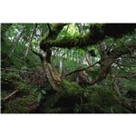 Canon RF 2,8/16-28 IS STM
