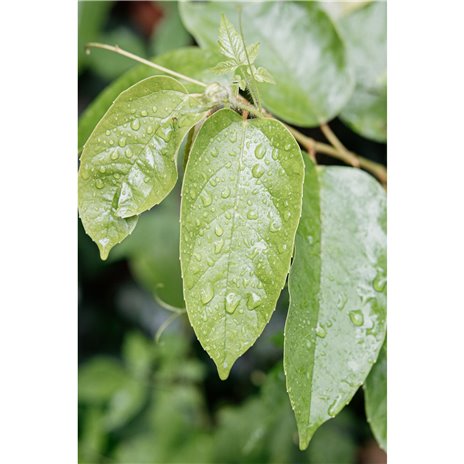 Samyang AF 1,8/85 P FE    Sony E