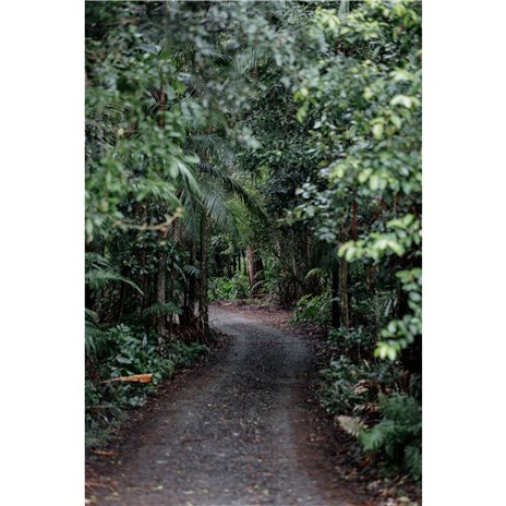 Samyang AF 1,8/85 P FE    Sony E