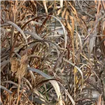 Buteo Photo Gear Rain Cover for Falco Mark IV reed