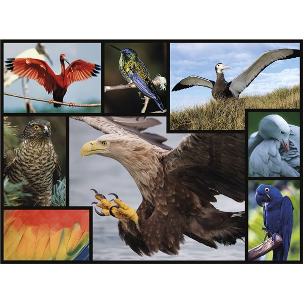 Ambassador uccelli 1000 pezzi