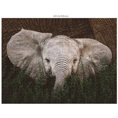 Ambassador animali selvatici 3x1000 pezzi (Donal Boyd) 2