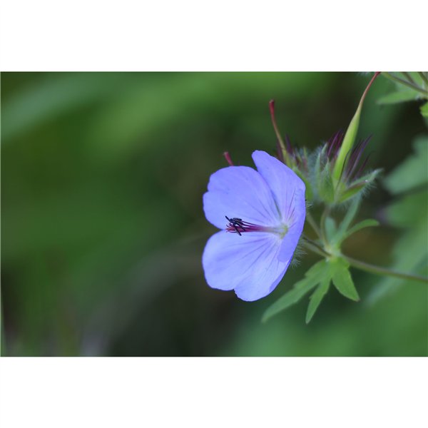 Canon RF 5,6-8/100-400 IS USM