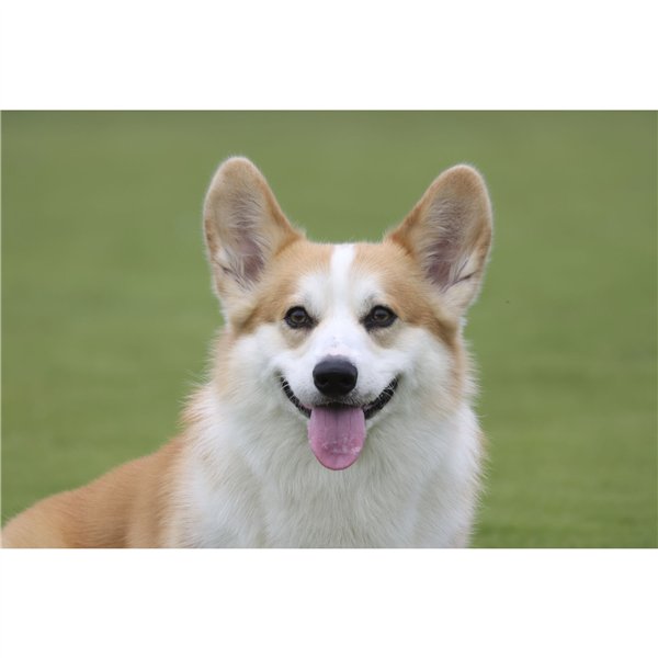 Canon RF 5,6-8/100-400 IS USM