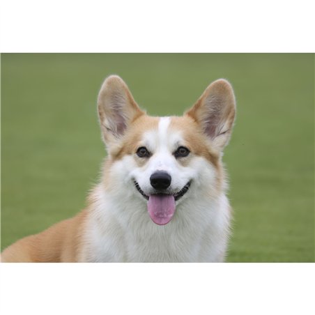 Canon RF 5,6-8/100-400 IS USM