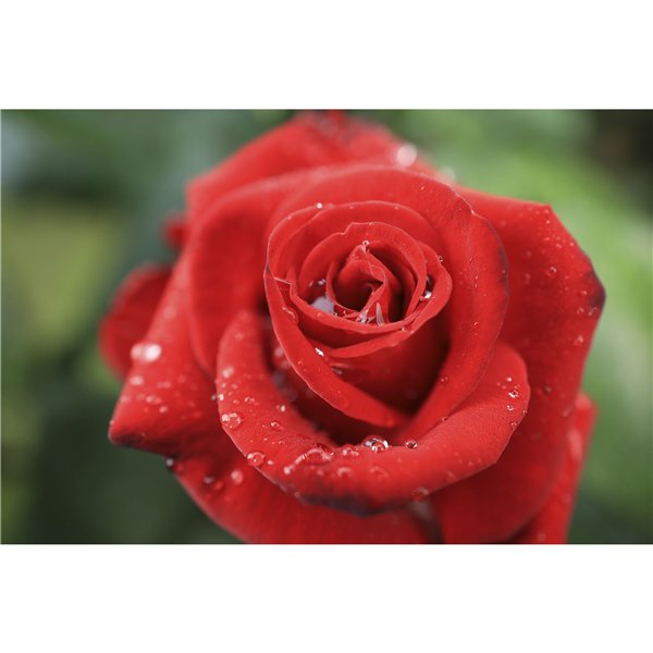 Canon RF 1,8/24 IS STM