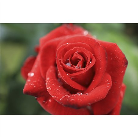 Canon RF 1,8/24 IS STM