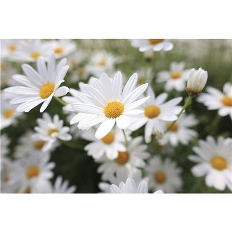 Canon RF 1,8/24 IS STM