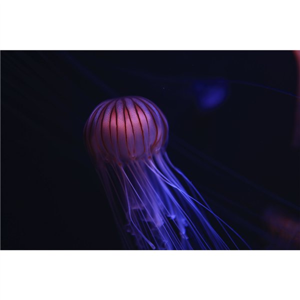 Canon RF 1,8/24 IS STM