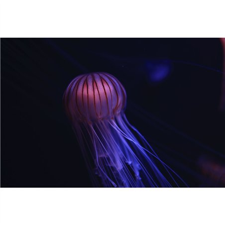 Canon RF 1,8/24 IS STM