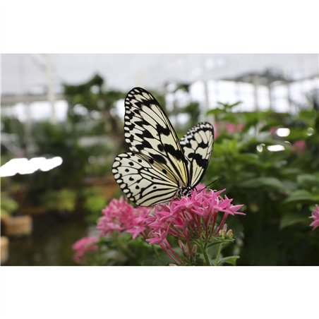 Canon RF 4,5-6,3/15-30 IS STM