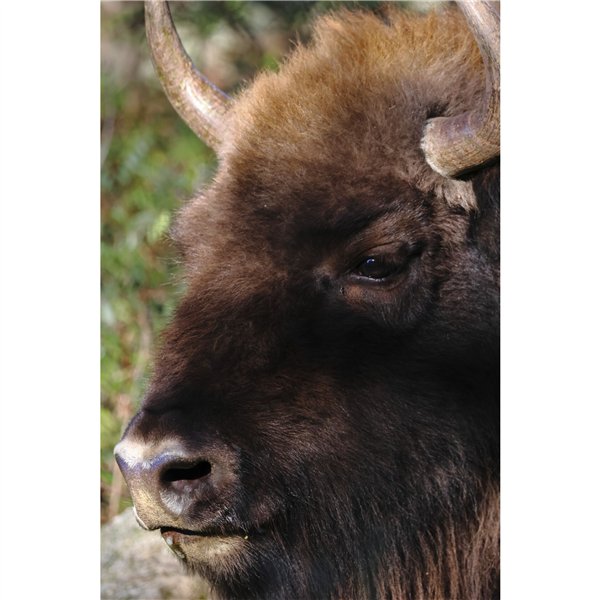 Canon EOS R7 Set + RF-S 3,5-6,3/18-150 IS STM