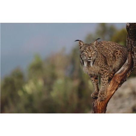 Canon EOS R7 Set + RF-S 3,5-6,3/18-150 IS STM