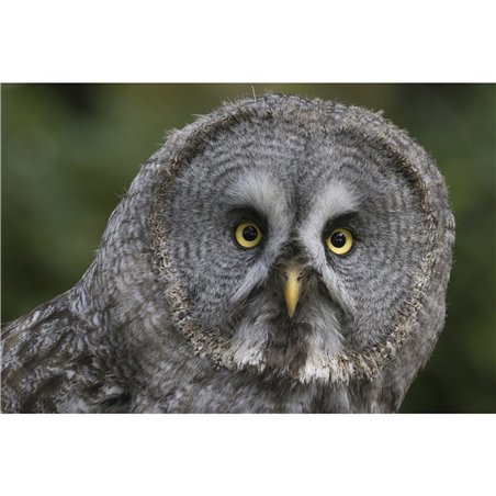 Canon RF 6,3-9/200-800 IS USM