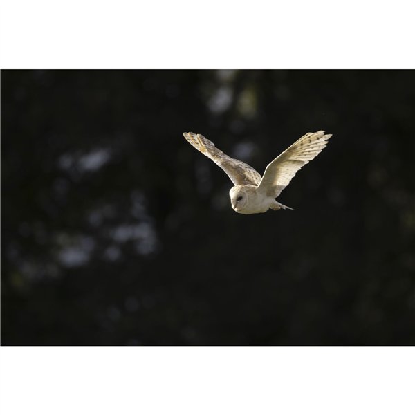 Canon RF 6,3-9/200-800 IS USM