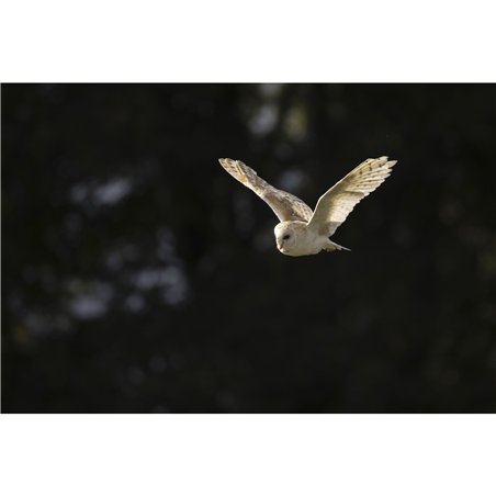 Canon RF 6,3-9/200-800 IS USM