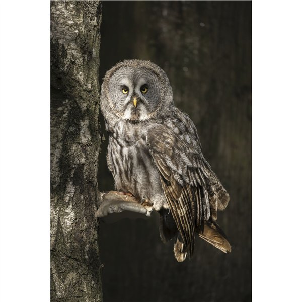 Canon RF 6,3-9/200-800 IS USM