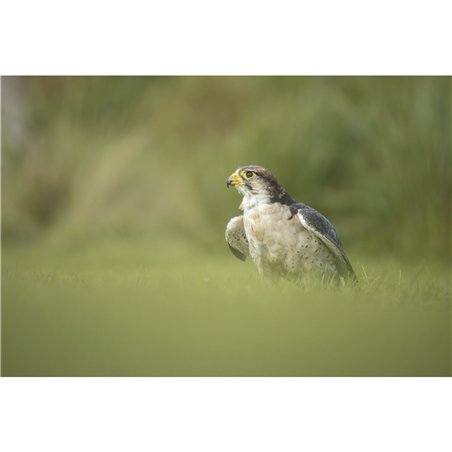 Canon RF 6,3-9/200-800 IS USM