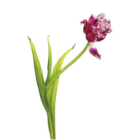 Kaiser LED Piastra/tavolo luminoso 32x22,8cm