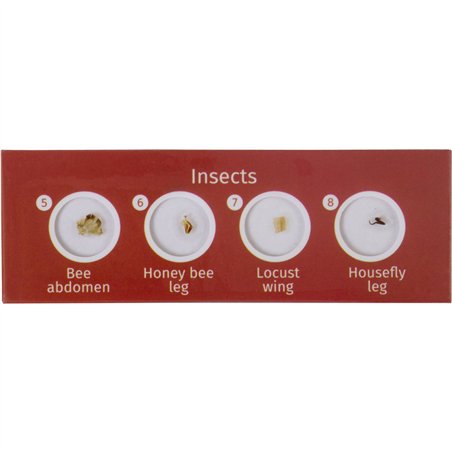 Levenhuk LabZZ C12 set vetrini preparati