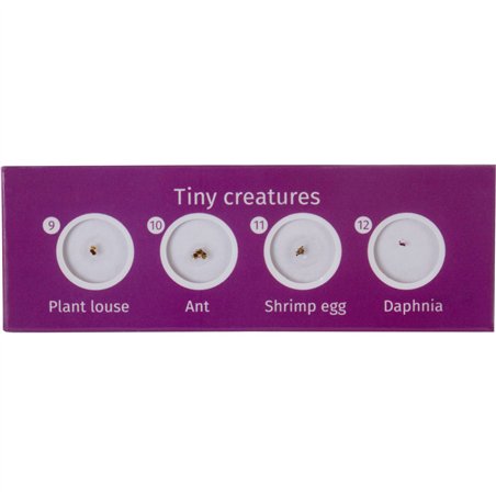 Levenhuk LabZZ C12 set vetrini preparati