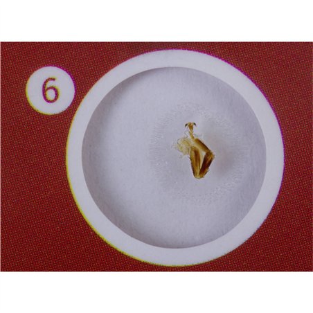 Levenhuk LabZZ C12 set vetrini preparati