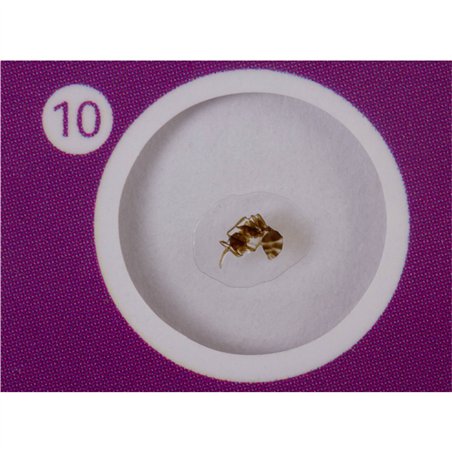 Levenhuk LabZZ C12 set vetrini preparati