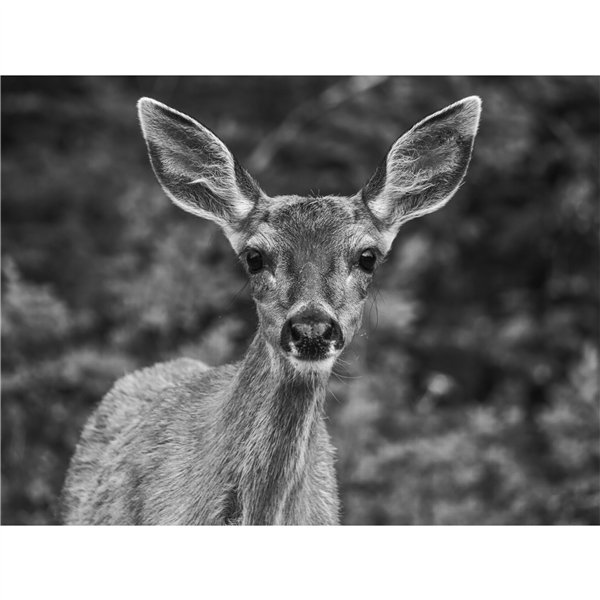 Panasonic LUMIX G9 Mark II Body