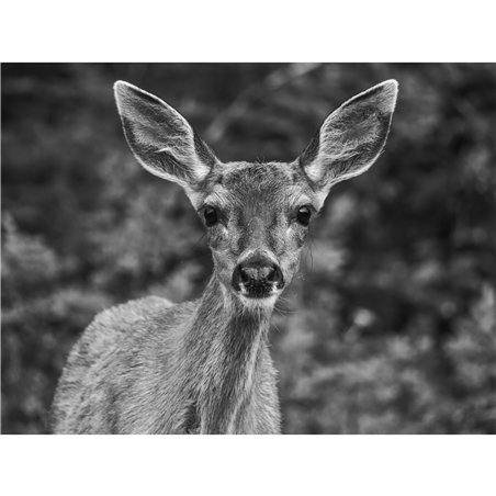 Panasonic LUMIX G9 Mark II Body