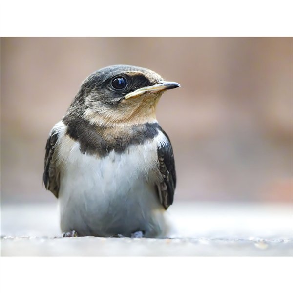 Panasonic LUMIX G9 Mark II Body