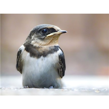 Panasonic LUMIX G9 Mark II Body