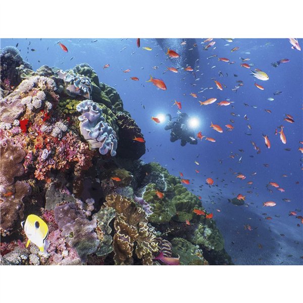 Sealife Sea Dragon 5000+ con Color Boost Light Head (SL680-1)