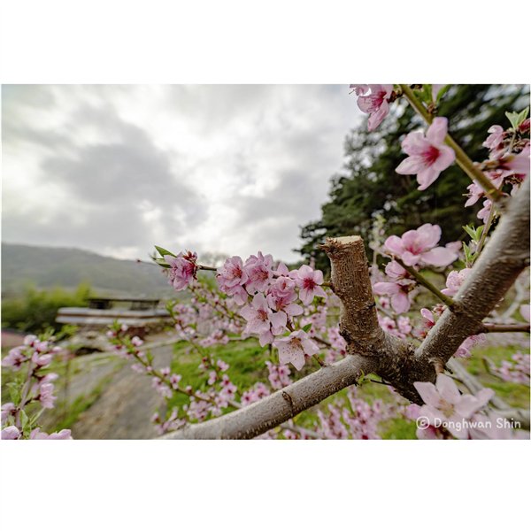 Samyang MF 2,8/14 MK2   Sony E