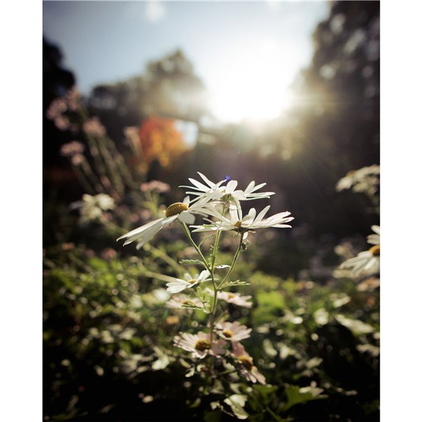 Samyang AF 2,0/12       Canon RF