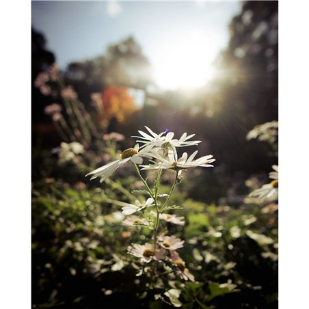 Samyang AF 2,0/12       Canon RF