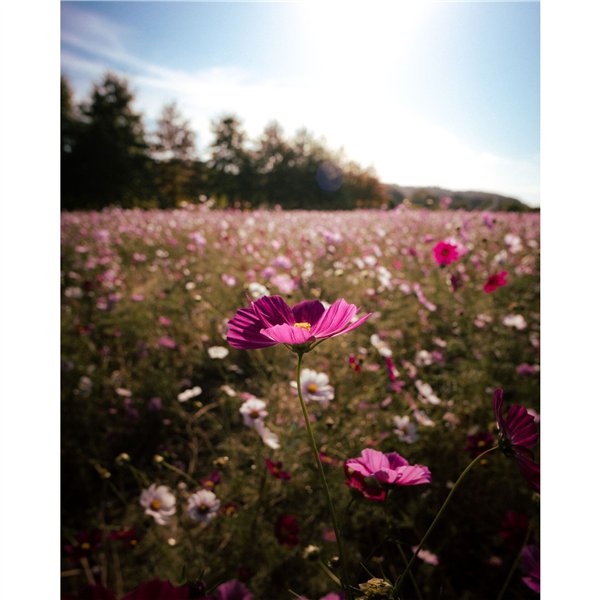 Samyang AF 2,0/12       Canon RF