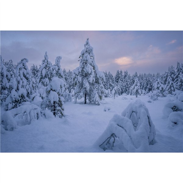 Samyang AF 2,0/12       Canon RF