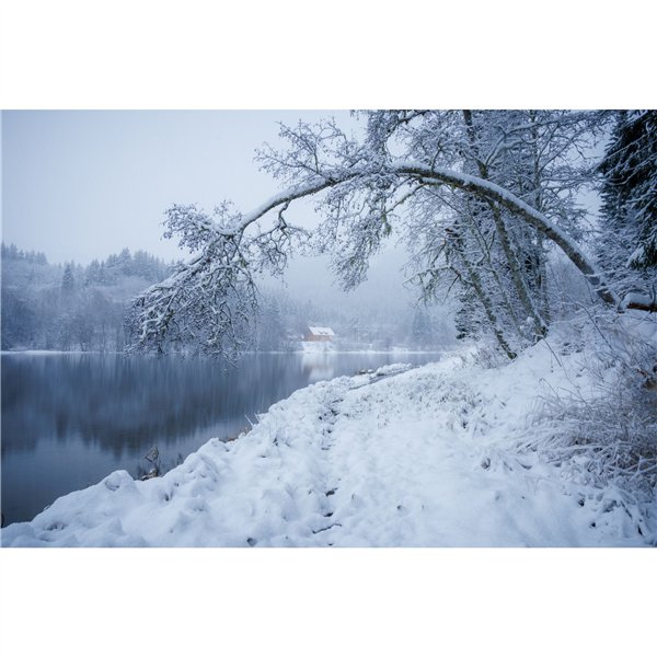 Samyang AF 2,0/12       Canon RF