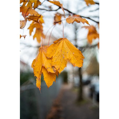 Samyang AF 1,4/35 P FE    Sony E