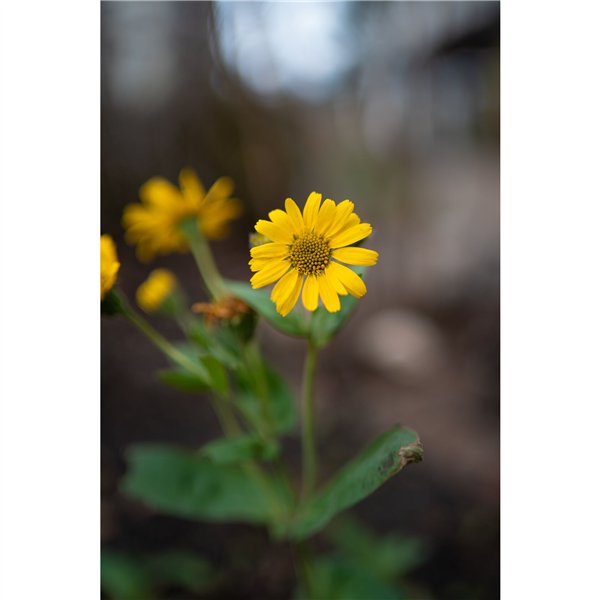 Samyang AF 1,4/35 P FE    Sony E