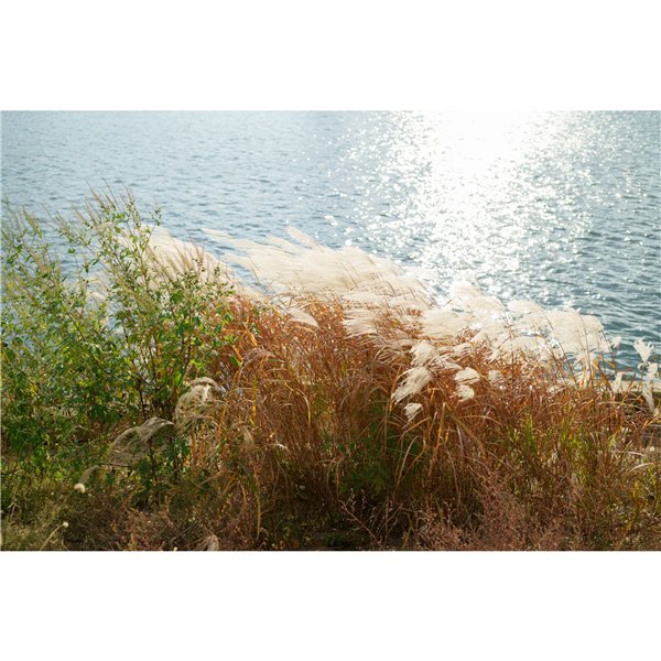 Samyang AF 1,4/35 P FE    Sony E