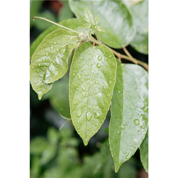 Samyang AF 1,8/85 P FE    Sony E