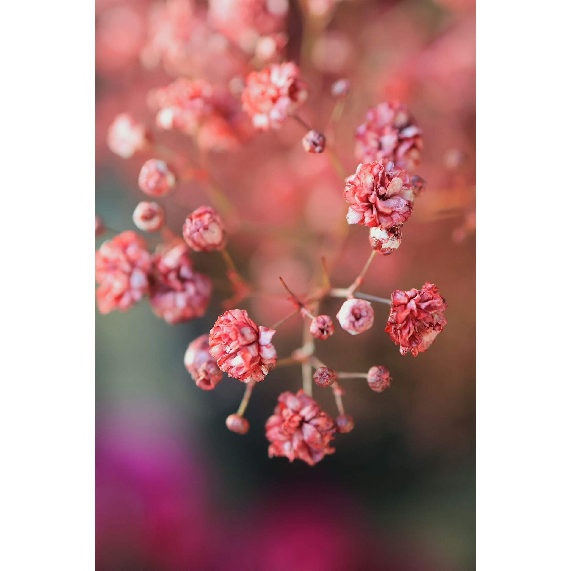 Canon EOS R50 bianco Set + RF-S 18-45 IS STM