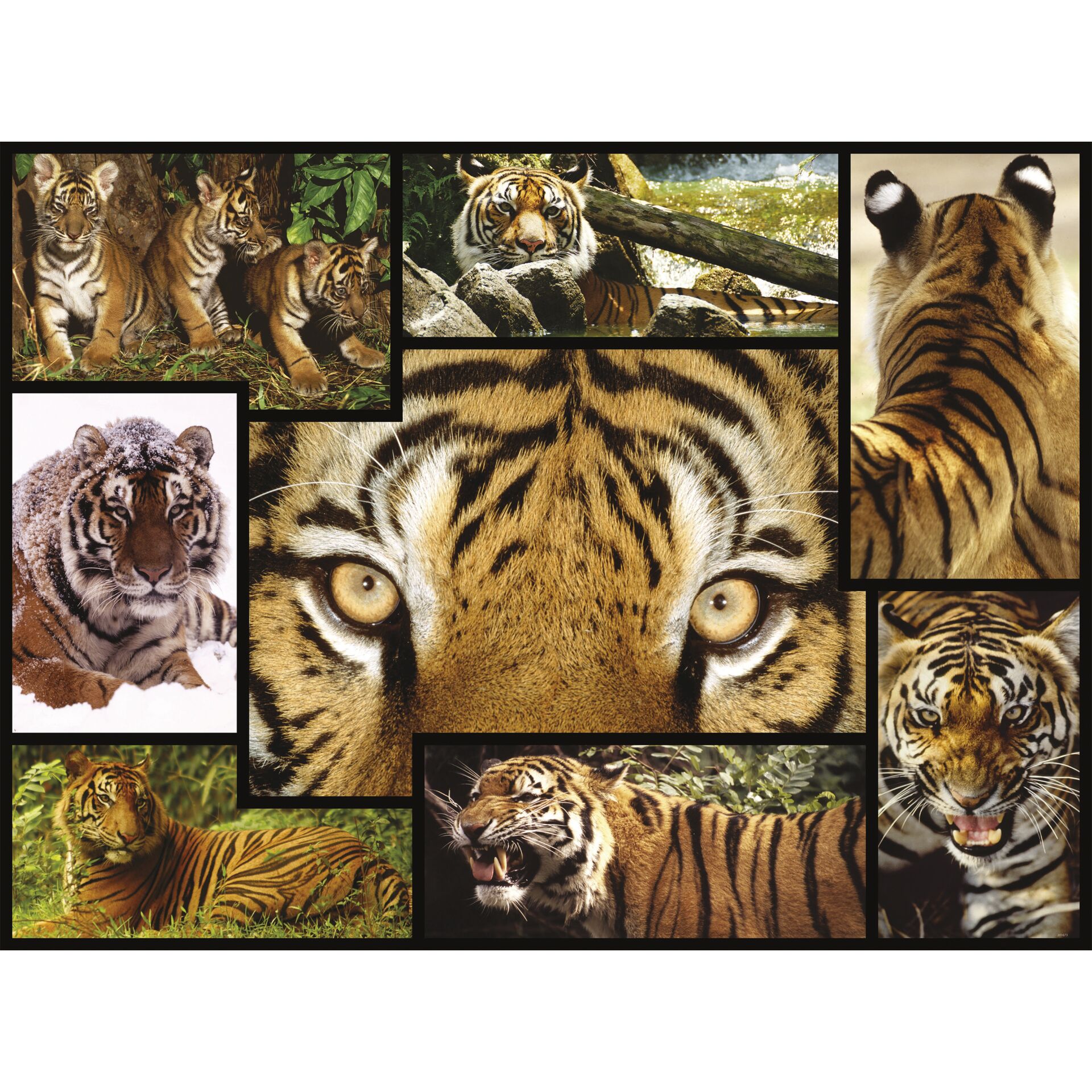 Ambassador Tigre 1000 pezzi