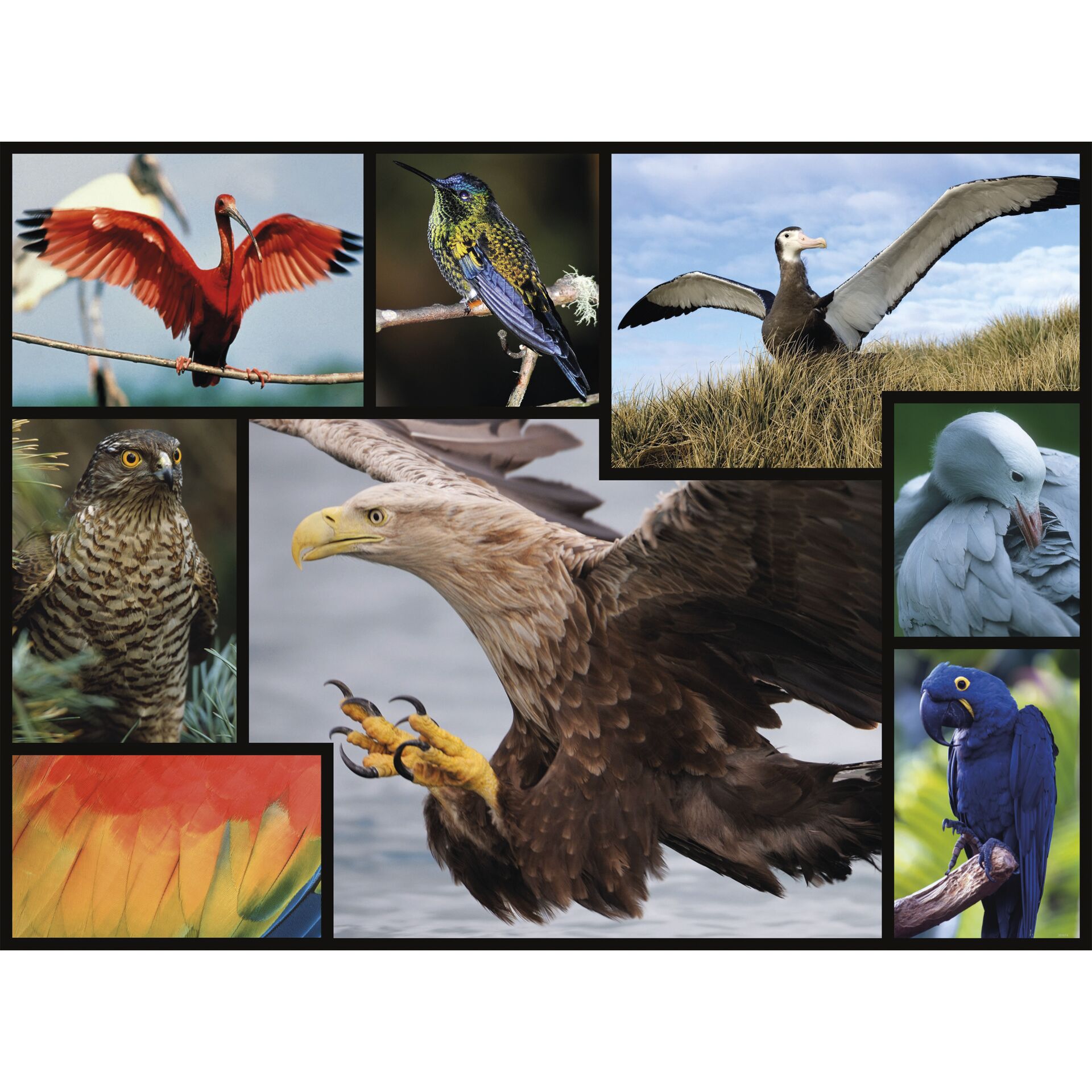 Ambassador uccelli 1000 pezzi