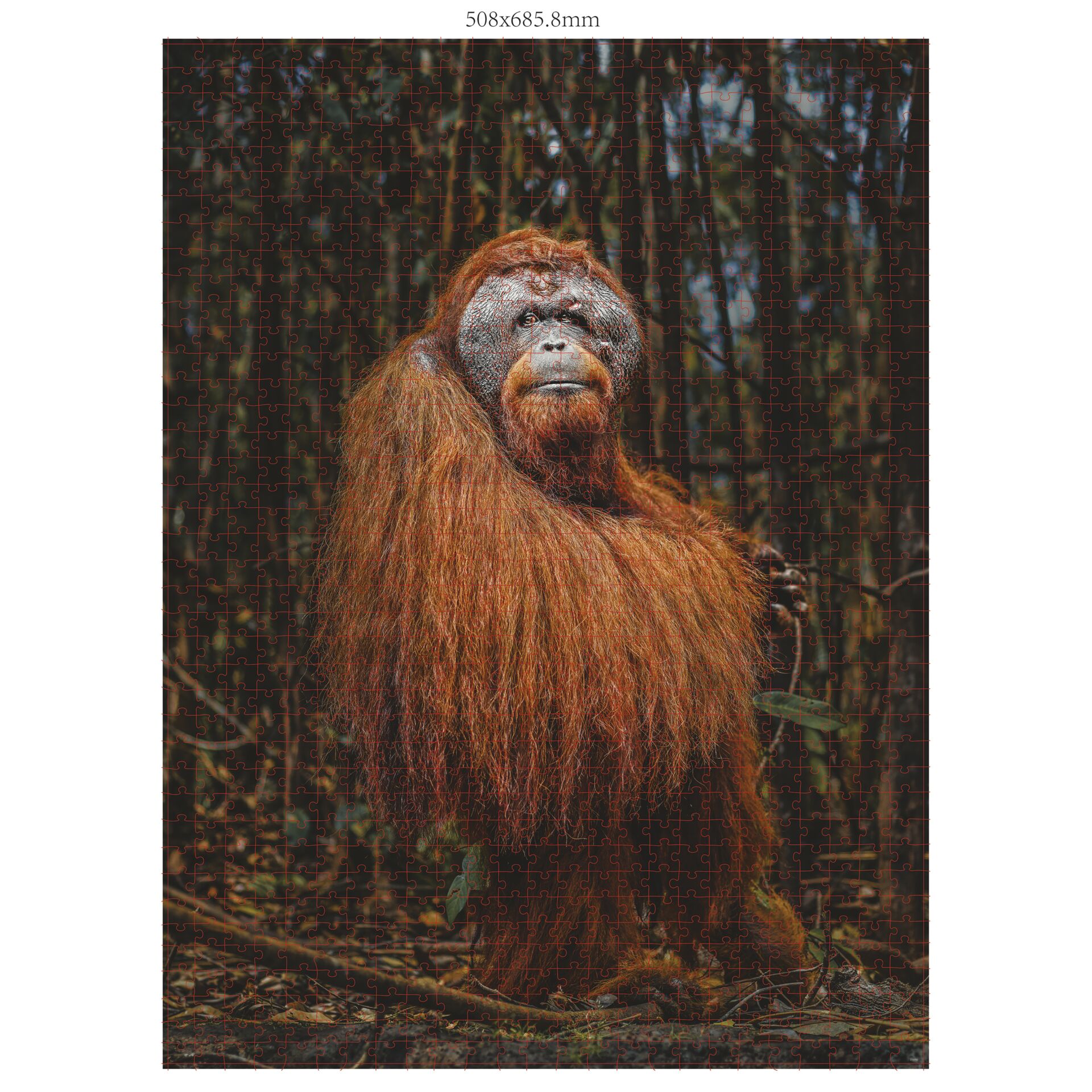 Ambassador animali selvatici 3x1000 pezzi (Donal Boyd)