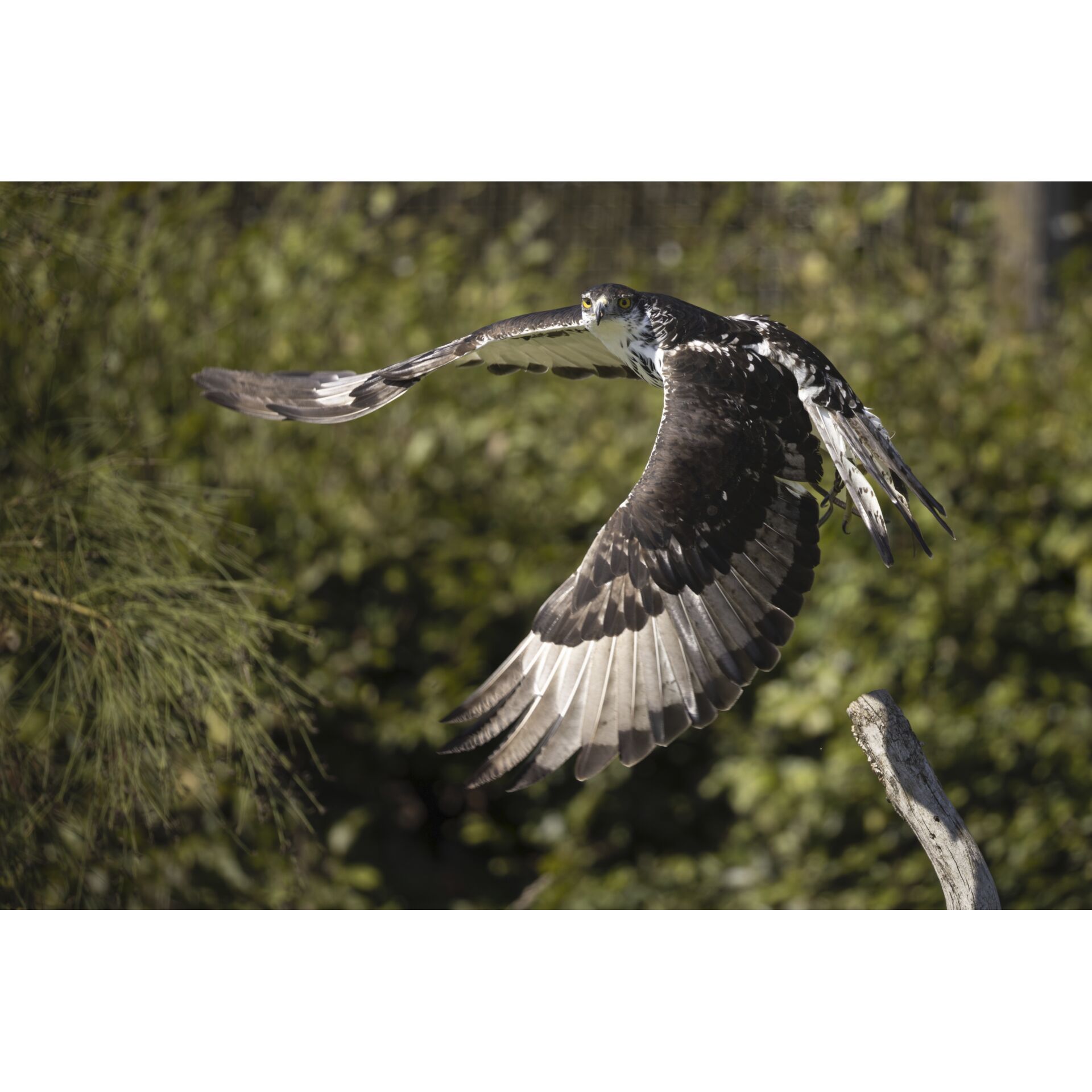 Canon RF 6,3-9/200-800 IS USM