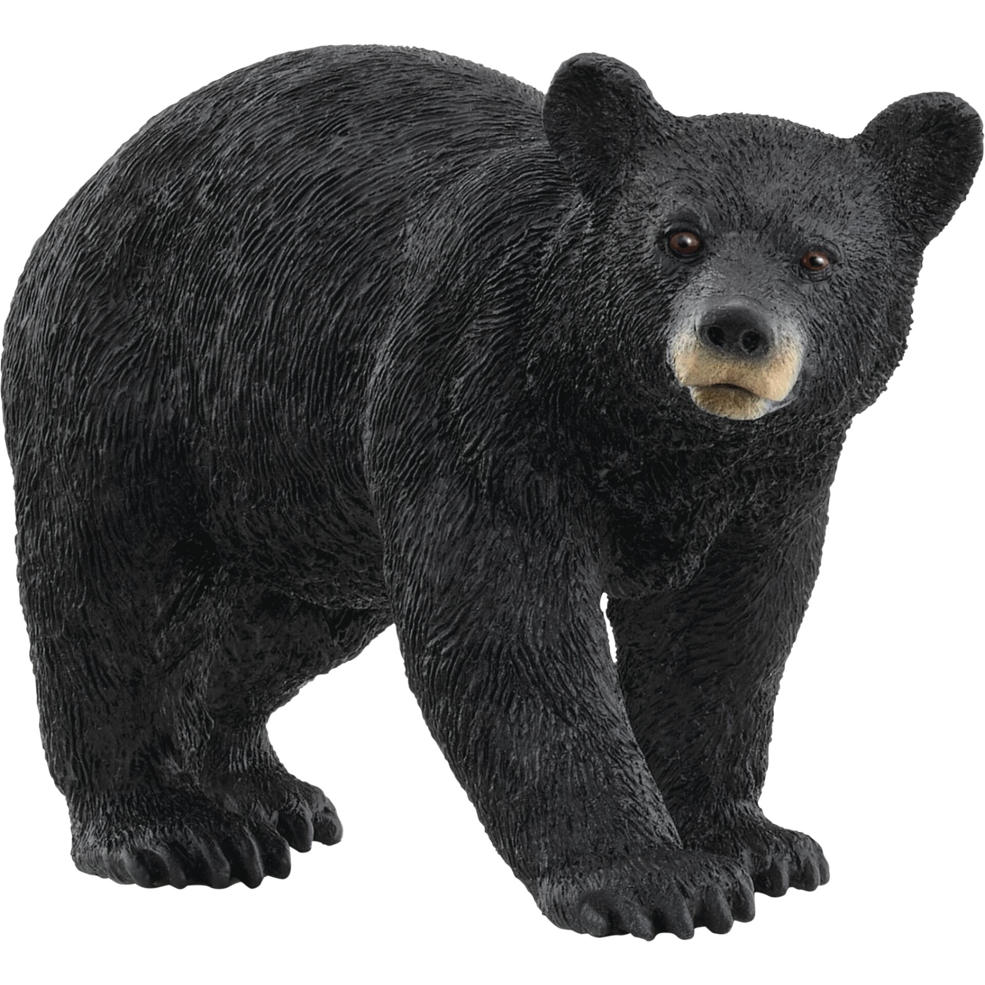 Schleich Wild Life         14869 Amerikanischer Schwarzbär