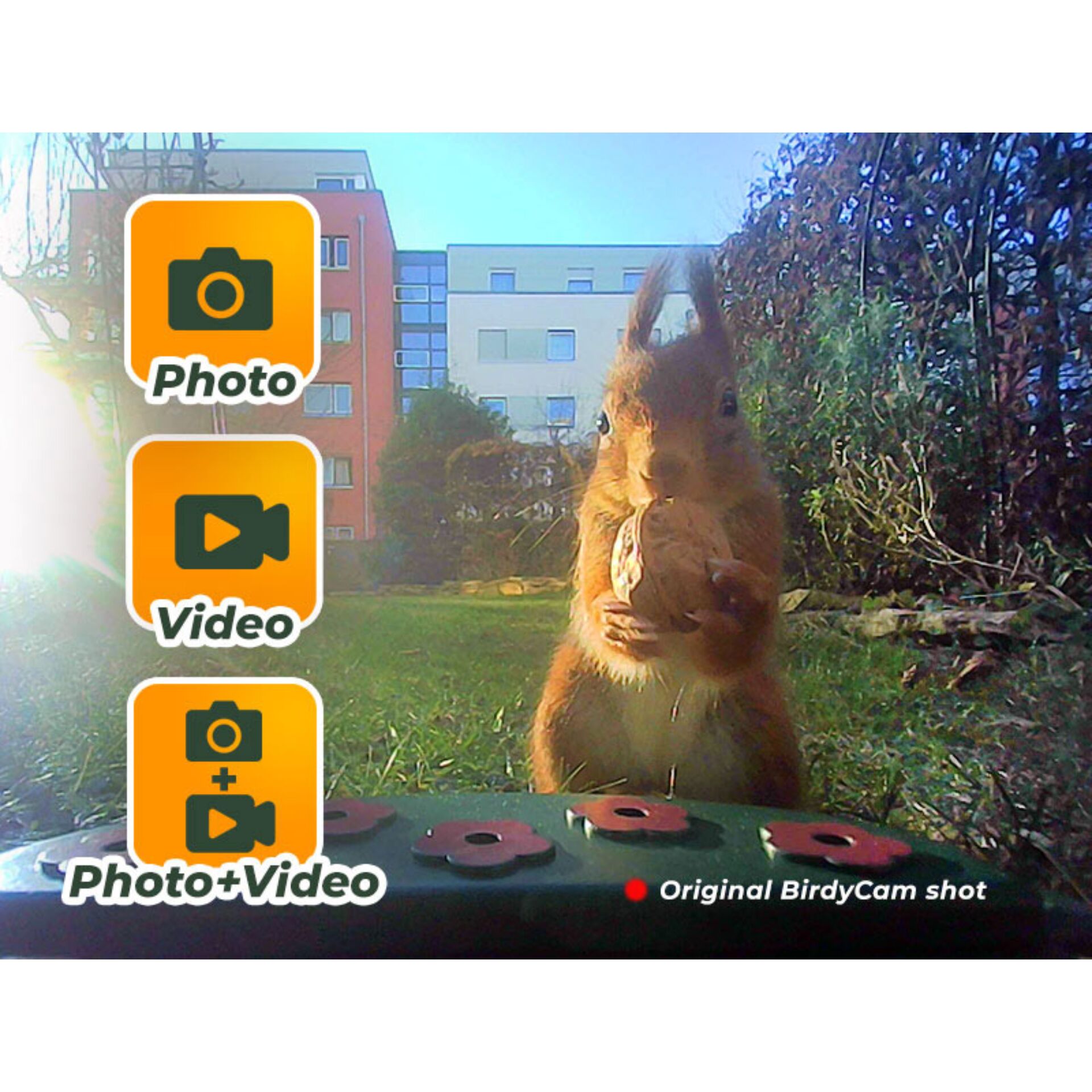 Easypix Bird Cam