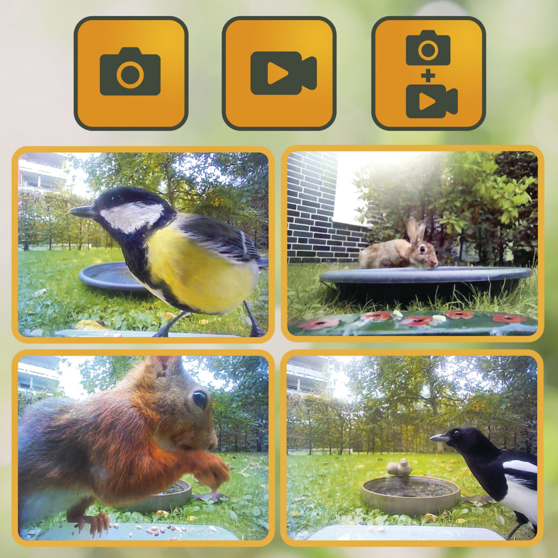 Easypix Bird Cam